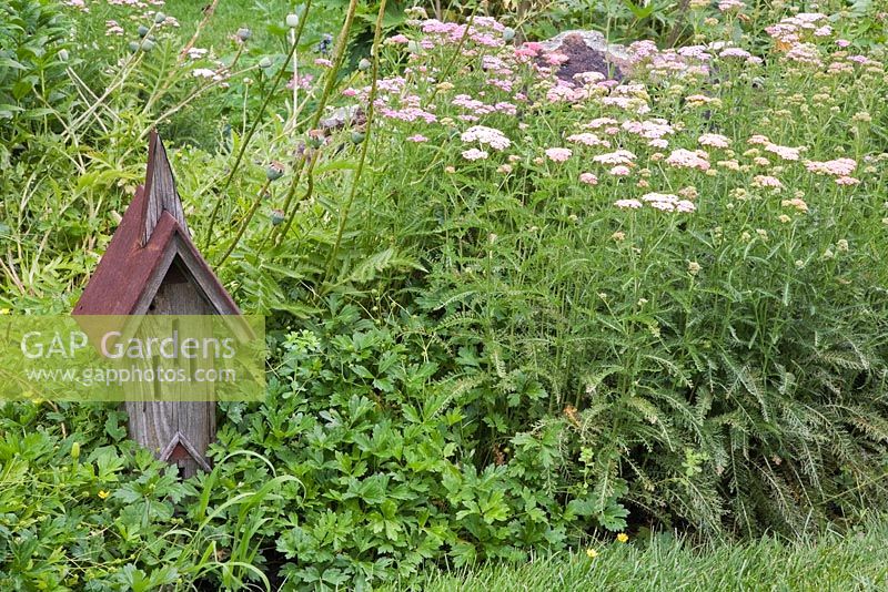 Wood and metal birdhouse in border planted with pink Achillea millefolium  flowers in backyard country garden in summer, Quebec, Canada