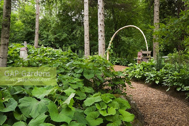 Cedar mulch path bordered by Petasites japonicus and Hosta plants leading to a bent tree arbour in front yard country garden in summer, Quebec, Canada