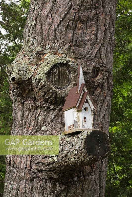 Wood and metal birdhouse placed on a Pinus - Pine tree branch in backyard country garden in summer, Quebec, Canada