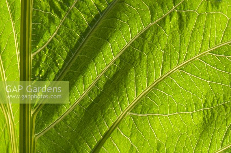 Cynara cardunculus - Light shining through leaf 