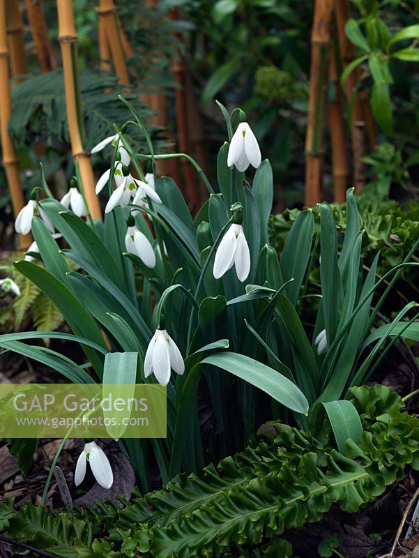Snowdrop, a winter-flowering bulb. A chance Galanthus seedling growing in the garden of Veronica Cross, a well-known C20 Galanthophile. Under trial. Huge flower, very tall with grey caucasicus type leaves.