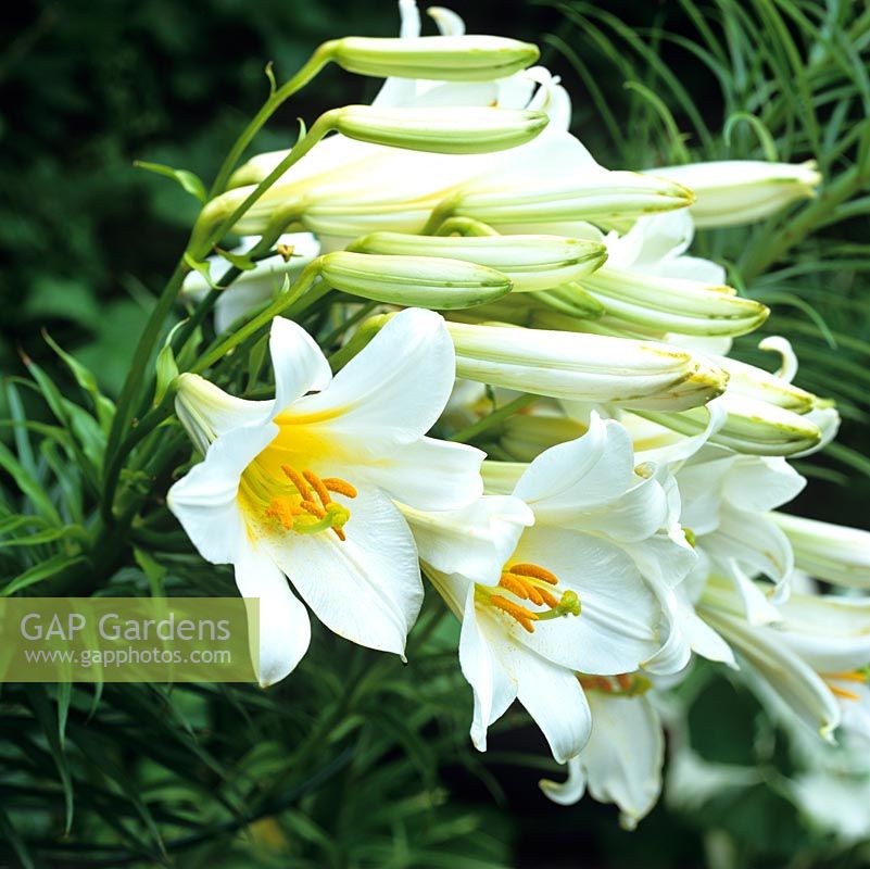 Lilium regale, regal lily, a vigorous summer flowering lily bearing up to 25 very fragrant, trumpet shaped white flowers. Tall growing up a metre in height.