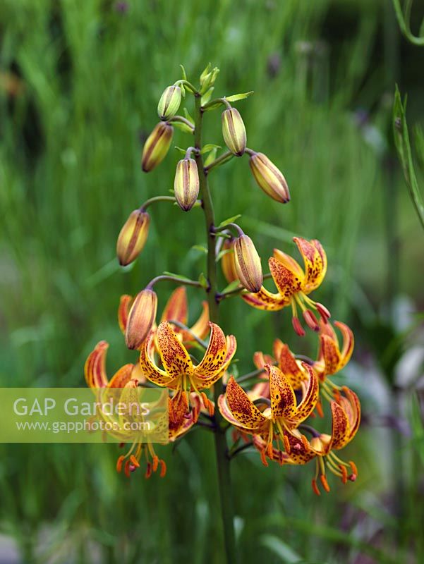 Lilium tigrinum, the tiger lily, produces large orange flowers with distinctive black speckles.