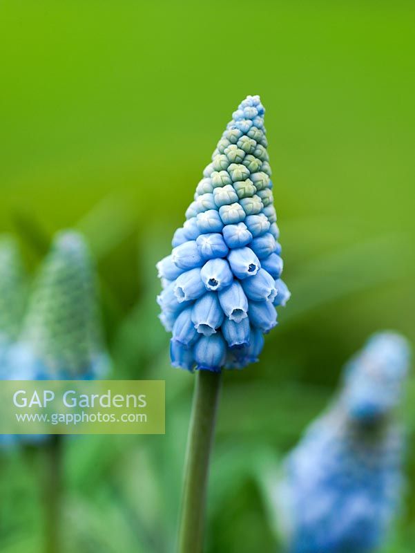 Muscari armeniacum 'Valerie Finnis', grape hyacinth, a small bulb that flowers in winter with stems bearing pretty, clear porcelain blue flowers.