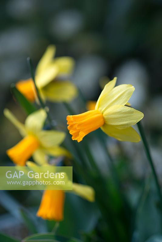 Narcissus 'Jetfire', a small daffodil with bold yellow flowers with reflexed petals and bright orange trumpets.