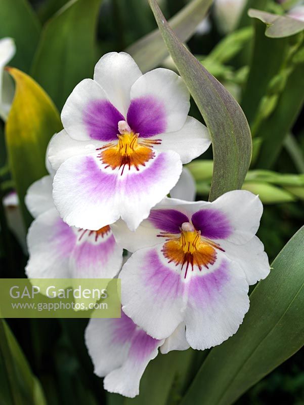 Miltoniopsis 'Andy Easton', an evergreen orchid hybrid known as the 'pansy orchid'. Indoor plant.