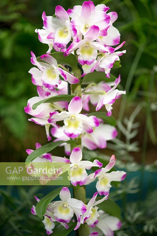 Dendrobium Irene Smith, a bicoloured hybrid orchid with white flowers with purple tips.