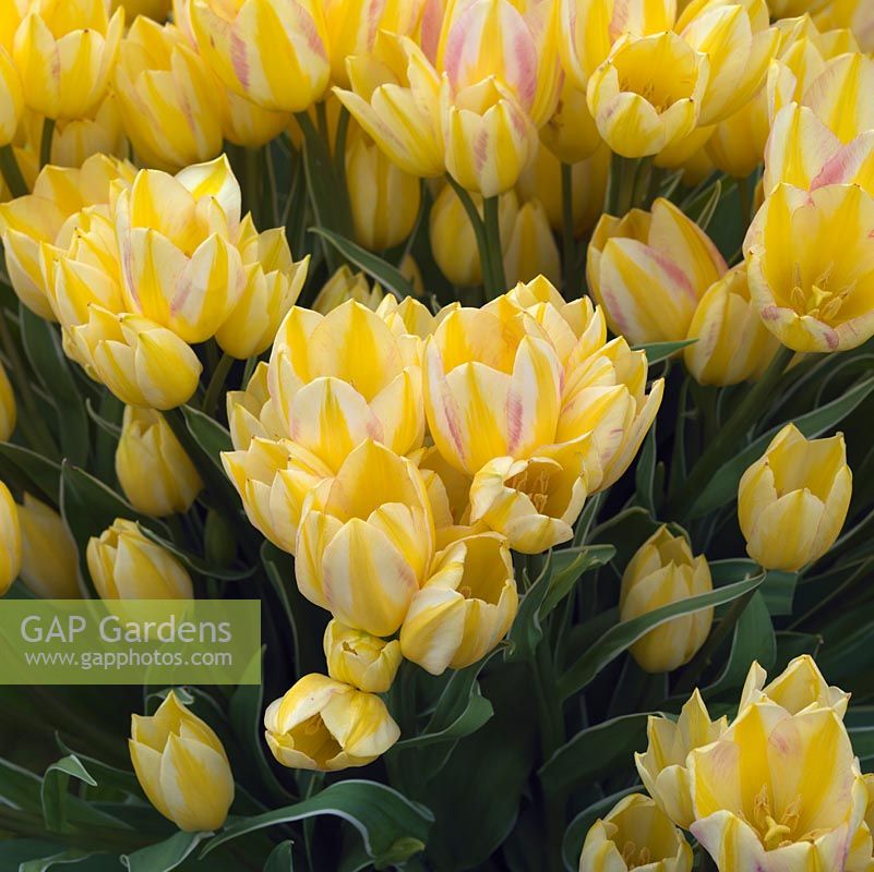Tulipa 'Antoinette', the Chameleon Tulip, so-called because it changes colour from yellow to pink to salmon.