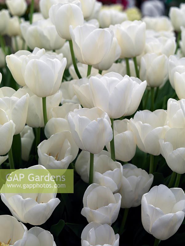 Tulipa 'Maureen', a pure white, almost luminous, tulip, a late flowering single variety.