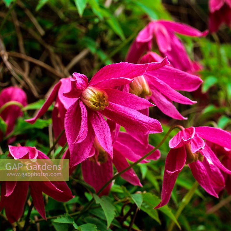 Clematis Constance, an alpina with masses of deep red flowers. Flowering in spring.