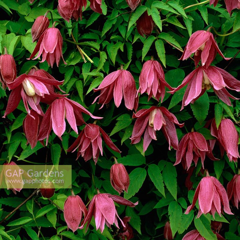 Clematis 'Constance', an alpina with masses of deep red flowers. Flowering in spring.