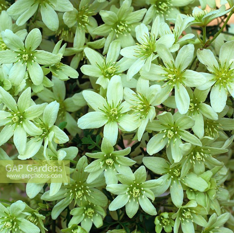 Clematis Pixie bears masses of fragrant, creamy green flowers from March. Hardy, evergreen. 