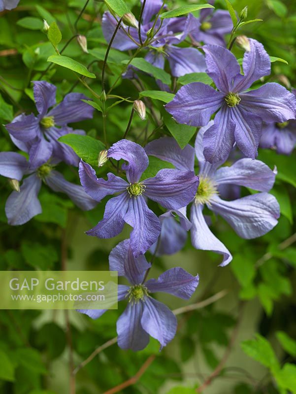 Clematis Prince Charles bears lovely blue flowers through the summer.