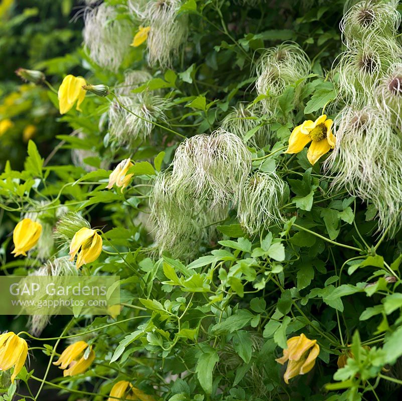 Clematis tangutica, a vigorous climber that flowers late with bell-shaped, golden flowers followed by fluffy seedheads.