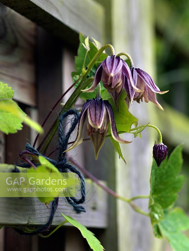 Clematis alpina tied in to the fence.