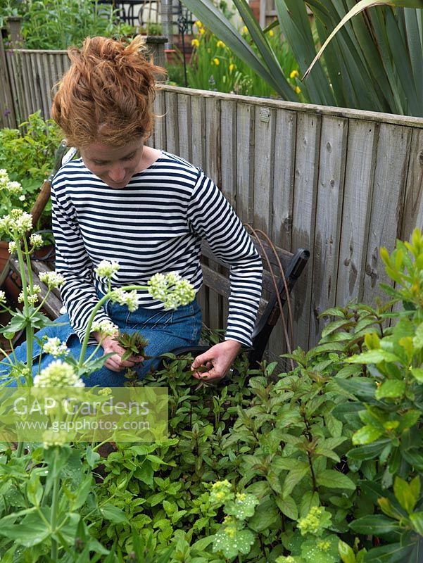 Woman picking mint in her 18m x 6m back garden where she grows a mix of fruit, herbs, decorative flowers and vegetables in packed borders.