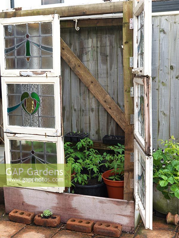 Tomato plants in improvised greenhouse made from stained glass window panels rescued from a rubbish skip. Alys Fowler's 18m x 6m, organic garden. 