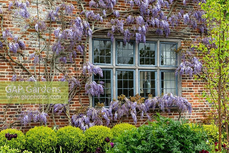 Wisteria sinensis, Chinese wisteria, framing a window in April.