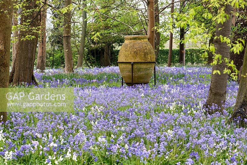 Woodland carpeted in spring Spanish bluebells, in April, a huge urn at its heart.