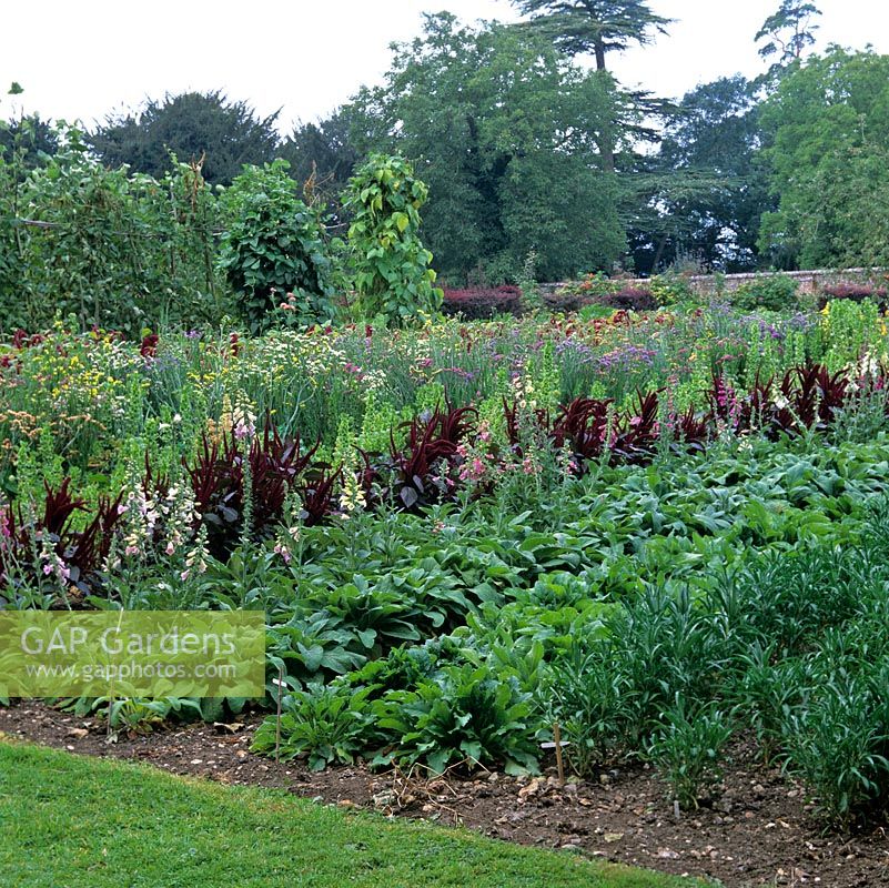 In 2-acre organic kitchen garden, in late summer flower area, rows of Canterbury bells, wallflowers, foxgloves, Moluccella, statice, amaranthus and runner beans.