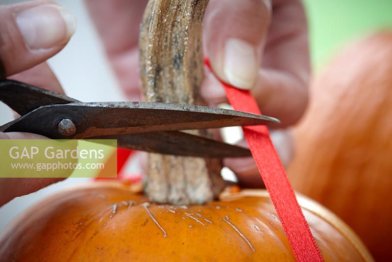Decorating pumpkin with ribbon