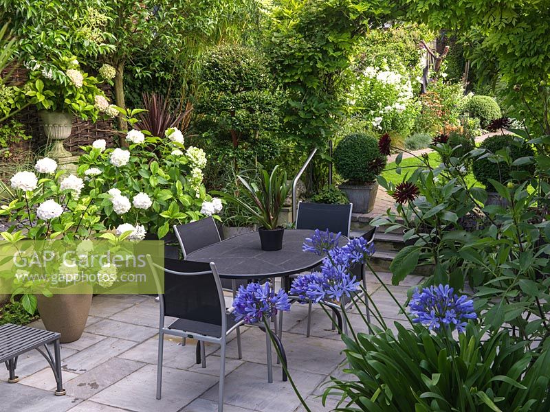 Paved courtyard with pots of dahlia, agapanthus and white Hydrangea 'Black Steel Zambia'. Steps lead up under wisteria arch, framing view of upper garden with white phlox.