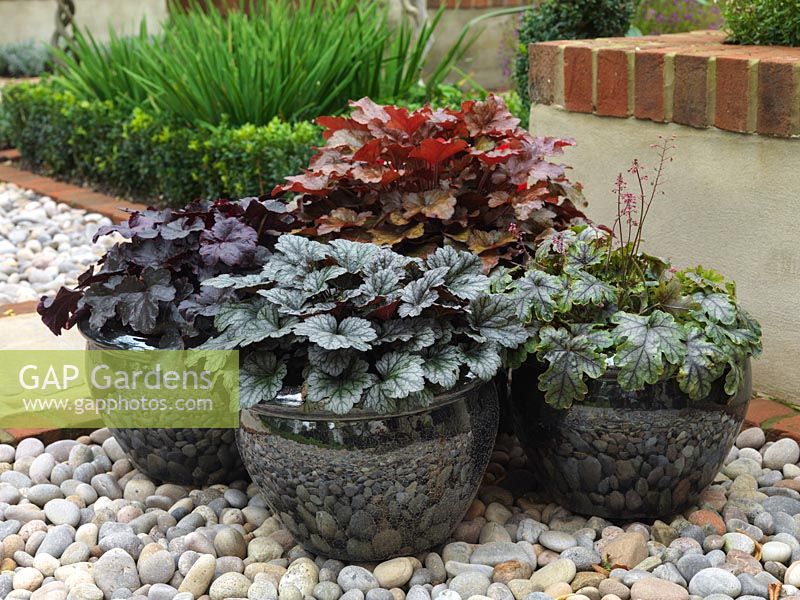 Collection of glazed pots planted with heuchera, an evergreen perennial grown for its varied and beautifully marked leaves.