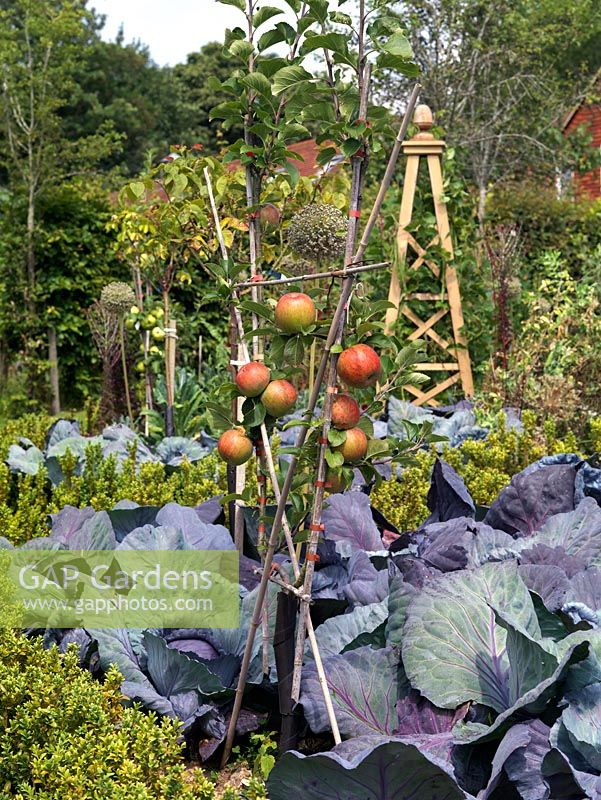 Malus domestica 'Lanes Prince Albert', a young trained apple tree, in a potager amongst cabbage Red Drumhead and box plants.