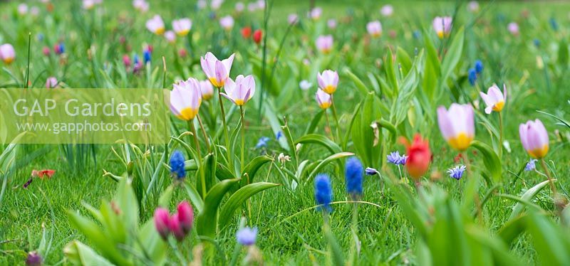 Jewel Meadow with narcissi, windflower, grape hyacinths and tulips - Tulipa saxatalis Bakeri Group 'Lilac Wonder'.