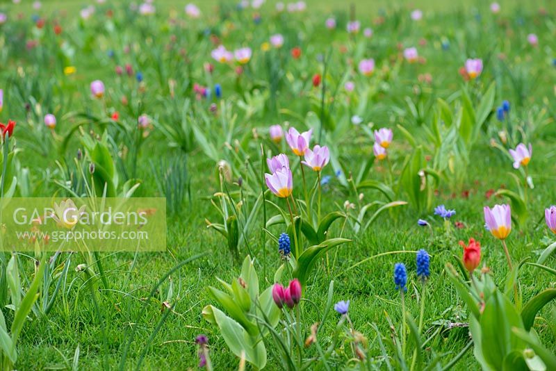 Jewel Meadow with a succession of bulbs from winter into spring. Narcissi, windflower, grape hyacinths and tulips - Tulipa saxatalis, Bakeri Group 'Lilac Wonder'.