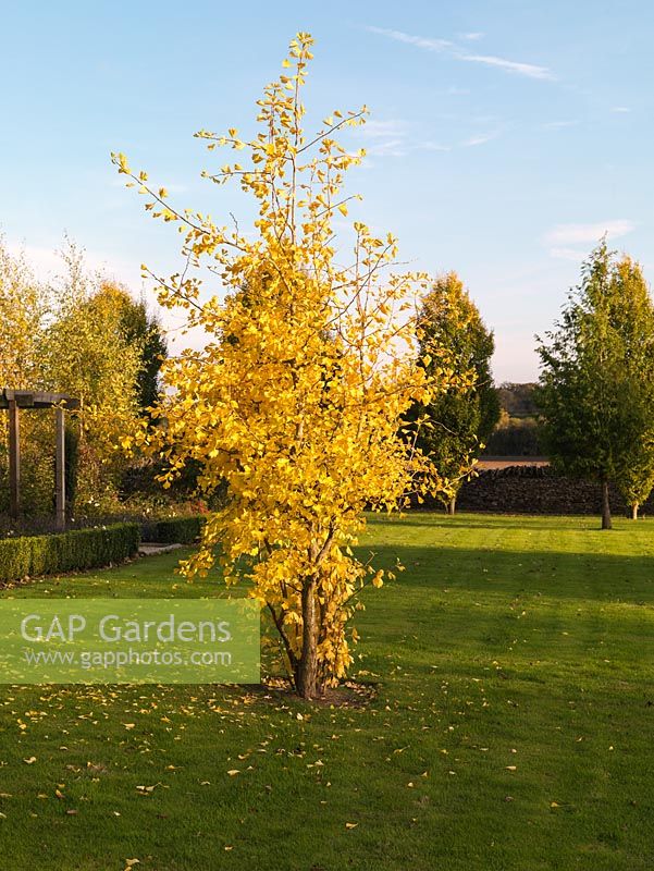Gingko biloba, Maidenhair tree, an upright, columnar, deciduous specimen tree with golden leaves in autumn.
