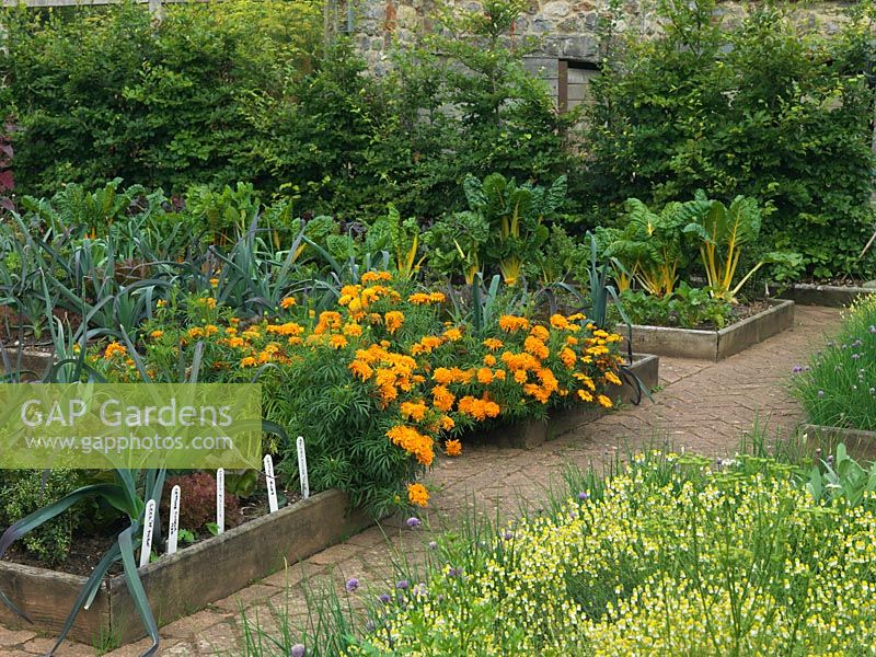 Tagetes erecta 'Samba', leeks and chard in raised beds in the kitchen garden at Holt Organic Farm. 