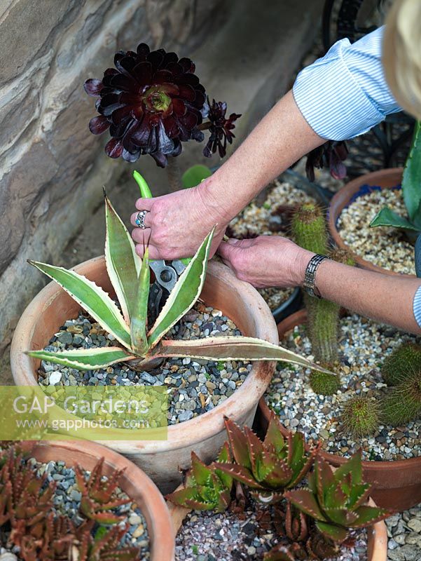 Woman uses secateurs to cut back dead growth from a potted agave, one of a collection of cacti and succulents.