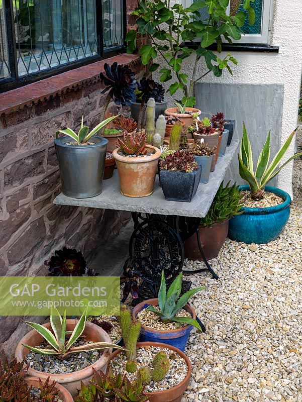 On old sowing table with a collection of pots of cacti and succulents - agave, aloe and aeonium.