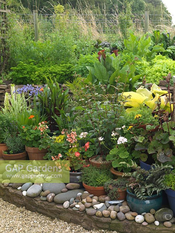 Corner is filled with collection of pots - agapanthus, eucomis, begonia, fern, geranium, ligularia, arum, fuchsia, hosta.