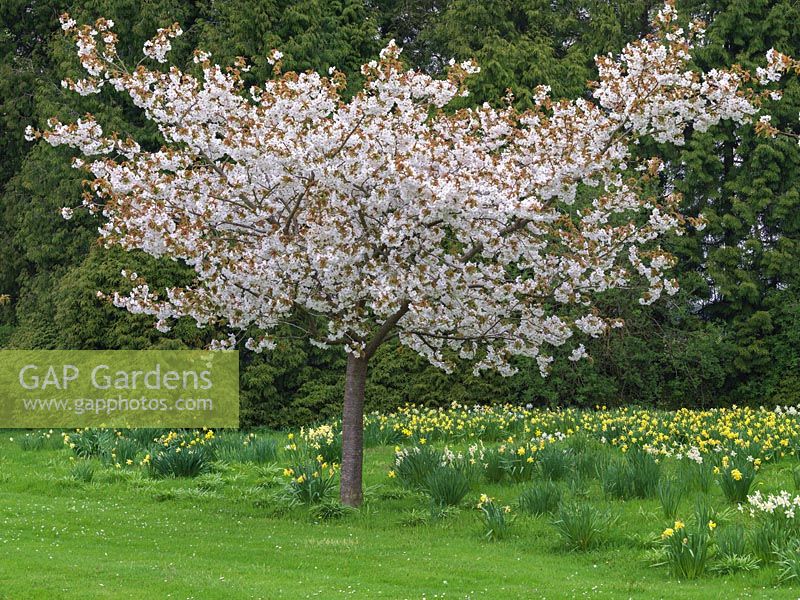 Prunus Taihaku planted in meadow of naturalised daffodils.