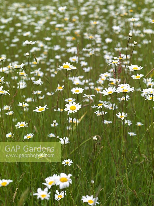 Wildflower meadow of ox-eye daisies - Leucanthemum vulgare 