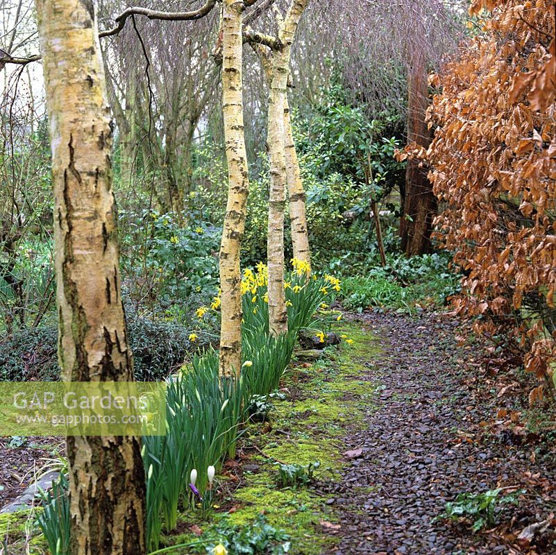 Leading to winter garden, bark chipping path runs between beech hedge and line of birches interspersed with flowering Narcissus February Gold.
