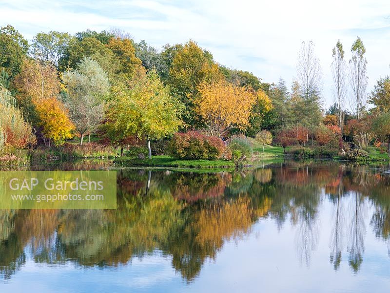 Island planted with trees in autumn colour, reflected in still water.  swamp cypress, weeping poplar, Salix acutifolia  'Blue Streak' - Willow, Himalayan birch