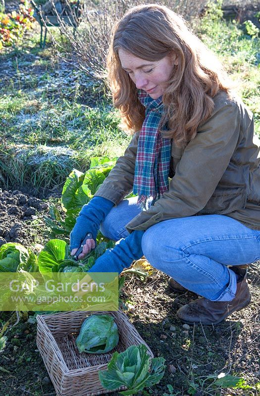 Woman cutting winter greens on vegetable patch in winter