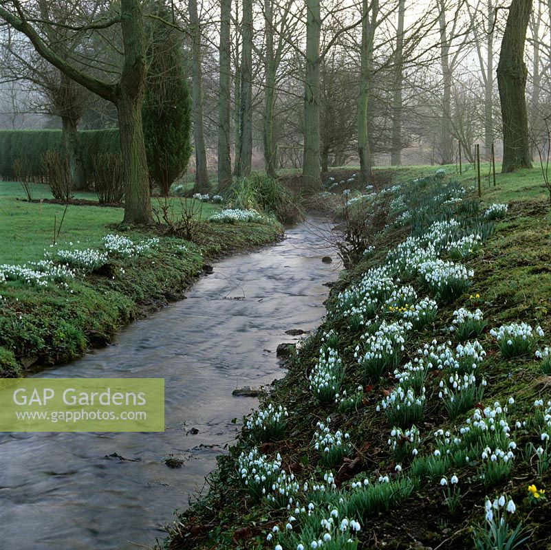 Stream running through woodland has snowdrops - Galanthus nivalis growing on its banks.
