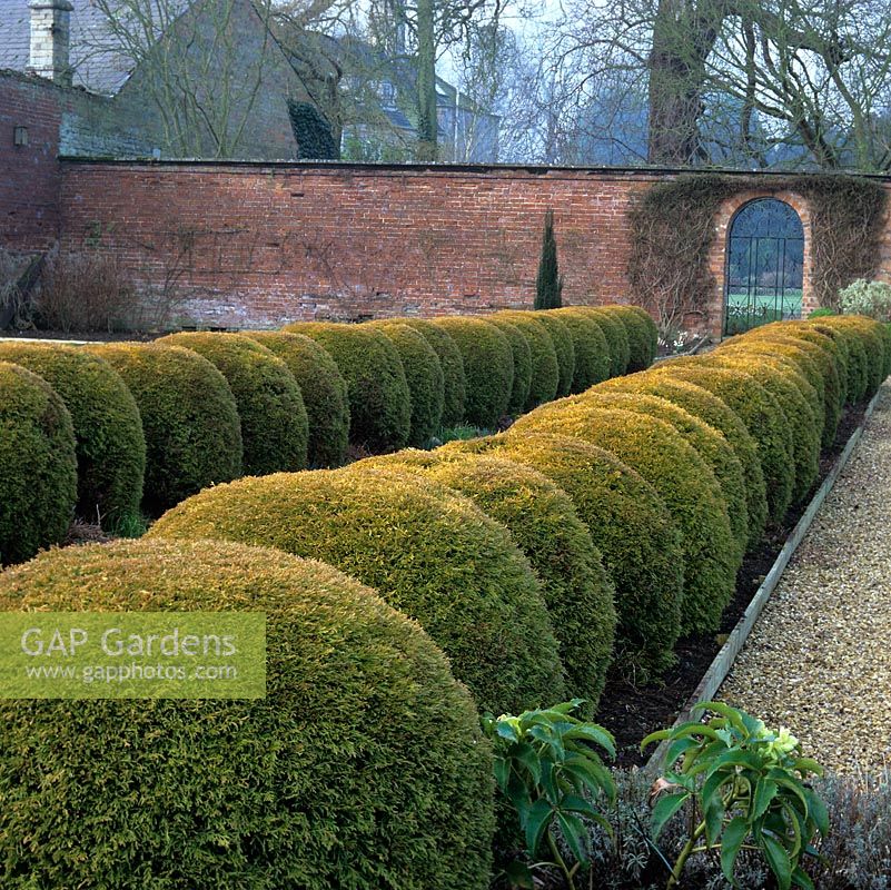 In old walled garden, gravel path lined with globes of Thuja occidentalis Rheingold.