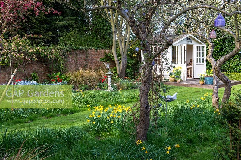 Pretty summerhouse in sunny corner, with deck for sitting out in warmer weather. In the foreground, old apple trees with Clematis macropetala underplanted with naturalised Narcissi