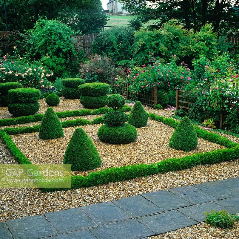 Formal gravel garden with mature box topiary edged in English roses from David Austin Roses in a country garden on a windswept, Yorkshire hillside.