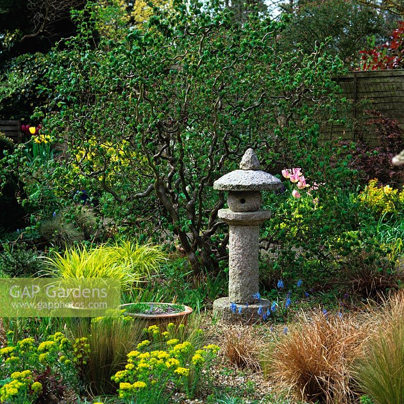 Japanese stone lantern is focal point in gravel bed planted  Festuca glauca, Carex comans, Hakonechloa macra, euphorbia, Corydalis flexuosa and contorted hazel.