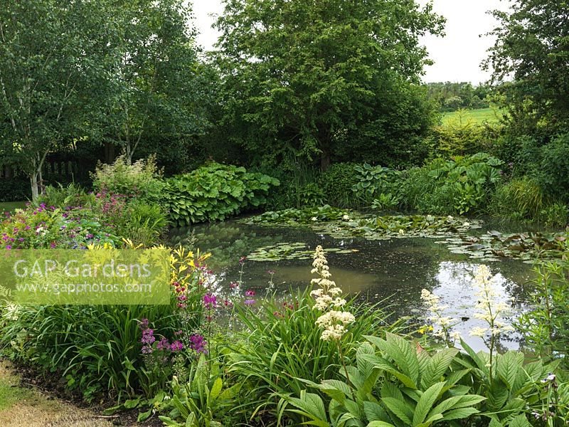 Natural wildlife pond with water lilies, and marginal planting of ferns, rheum, lysmachia, primula, astilbe, hardy geranium, daylily, hosta and rogersia.
