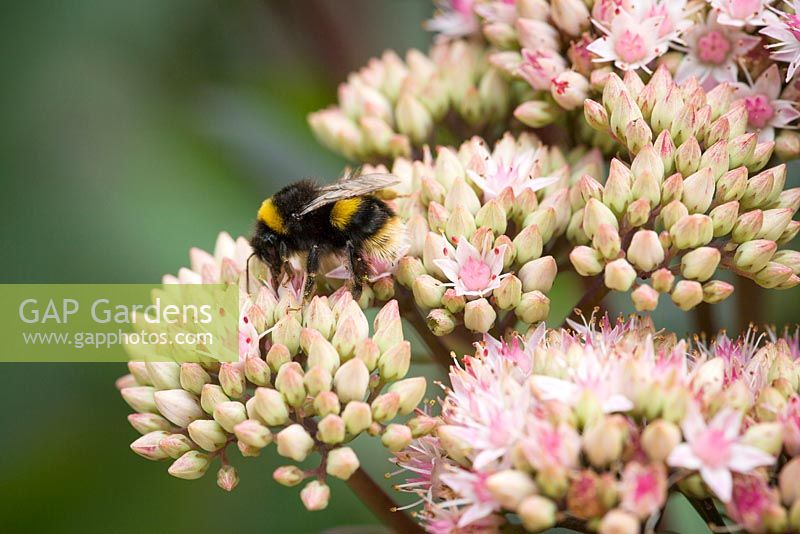 Bumble Bee on Sedum telephium 'Matrona' AGM. Stonecrop