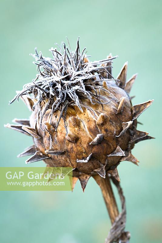 Cynara cardunculus - Frost on cardoon seedhead. 