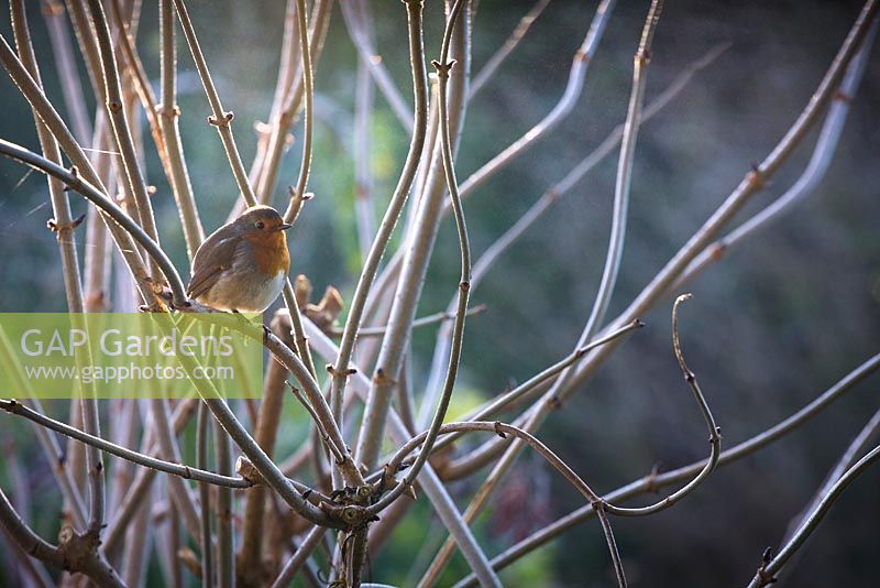 Robin on a frosty winter's morning