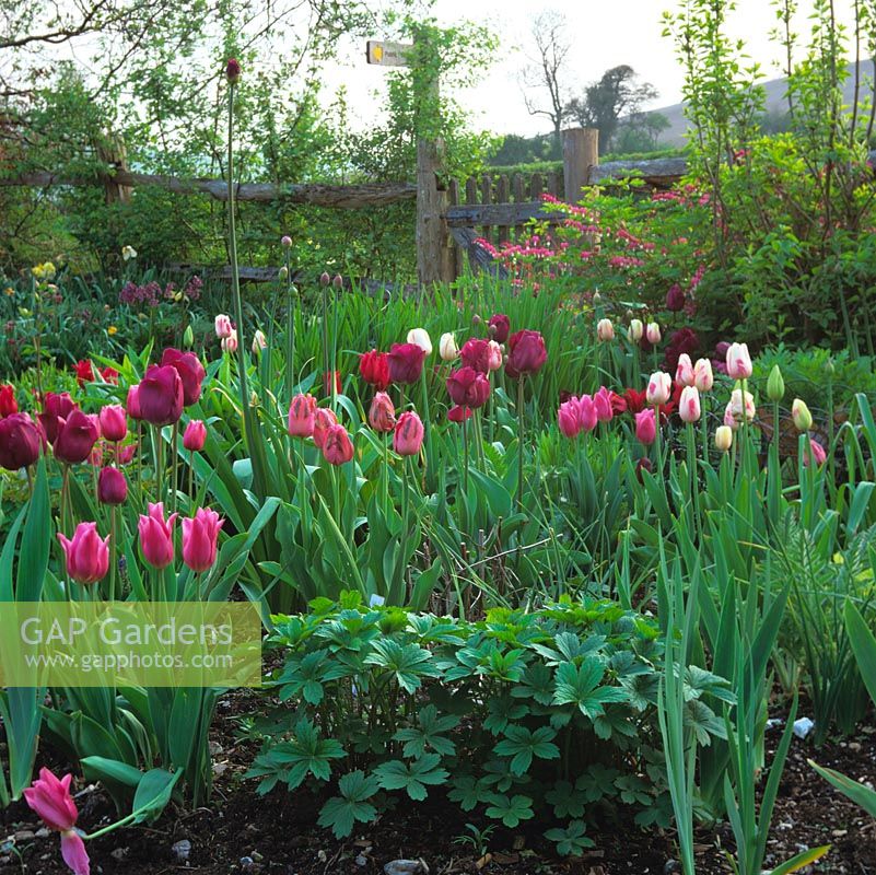 Bed of Tulipa 'China Pink', 'Elegant Lady', 'Christmas Dream Sorbet' and parrot tulips 